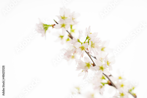 白の背景の桜