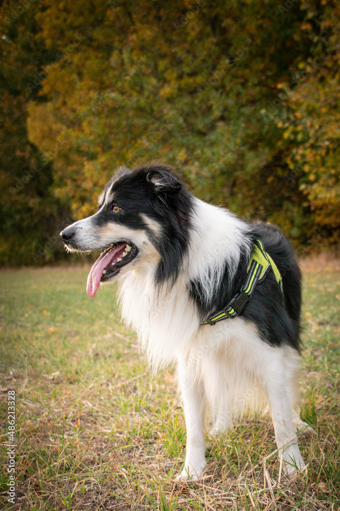 border collie is standing in the field in the nature, in mountain in czech republic. She is very happy. border collie is standing in the field in the nature, in mountain in czech republic. She is very happy.
