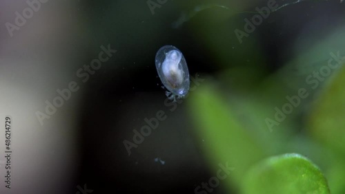 A tiny aquatic snail forages with Stentor protists attached to it. photo