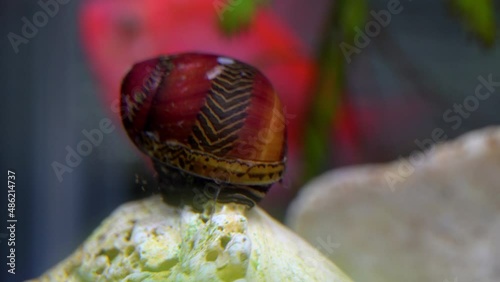 A Red Racer Nerite Snail (Vittina waigiensis) forages in an aquarium with a fish in the background. photo