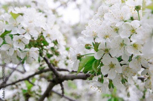 Blooming apple tree in spring time. © Anastasiia