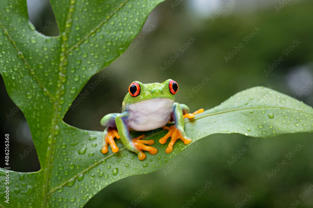 A cute red eyed frog is perched on a green leaf - obrazy, fototapety, plakaty 