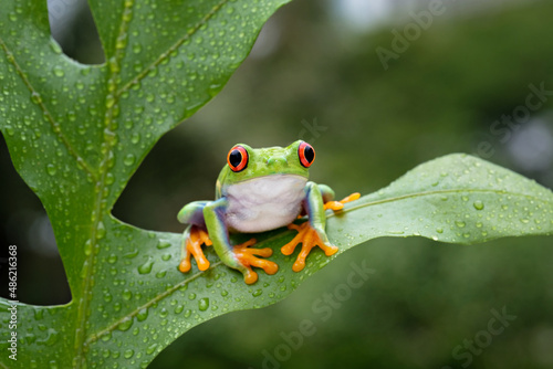 A cute red eyed frog is perched on a green leaf