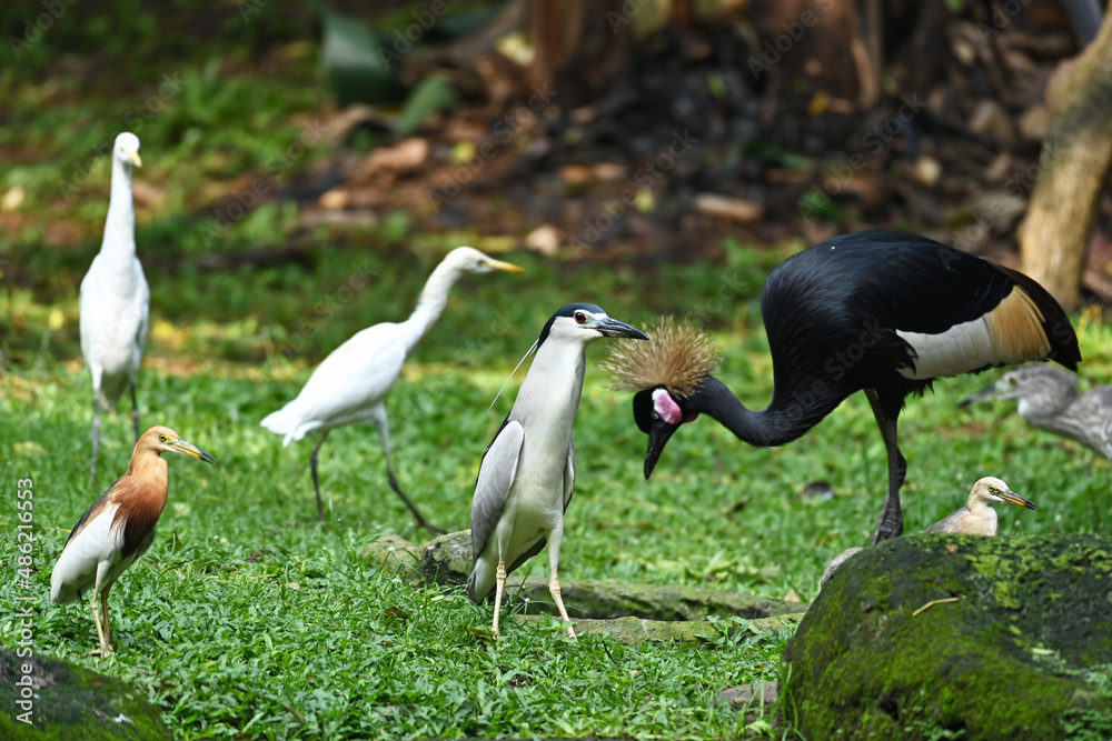 Naklejka premium Some storks are looking for food