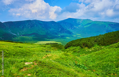 Vegetation of Alpine Tundra zone, Chornohora Mountain Range, Carpathians, Ukraine photo