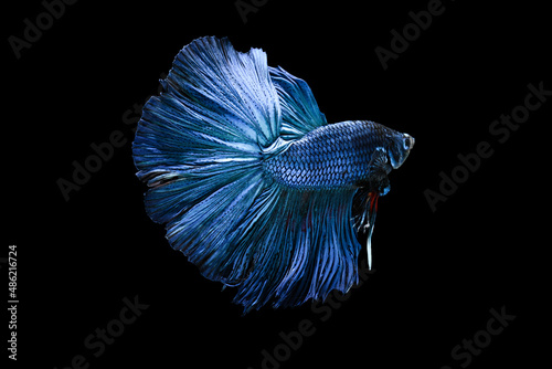 Canvas Print Beautiful and graceful blue betta fish