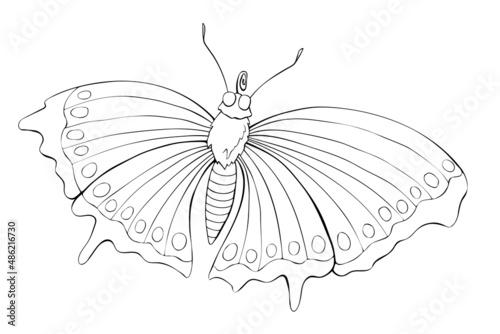 Vector black outline of cute butterfly in doodle style. Simple design element  clipart for spring  summer  postcard  coloring book