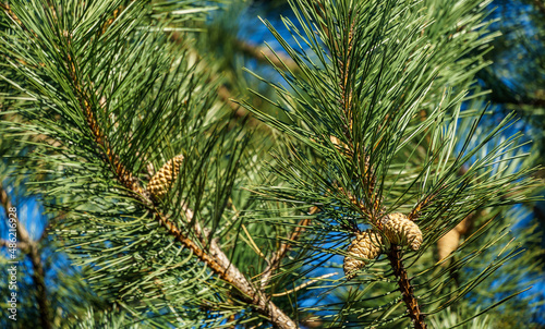 Young green cones on a branch of Austrian pine (Pinus 'Nigra'). Luxurious Black pine with long needles. Nature concept for design. Selective focus on foreground