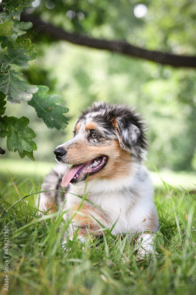 Puppy of australian shepherd is lying in the nature. Summer nature in park.