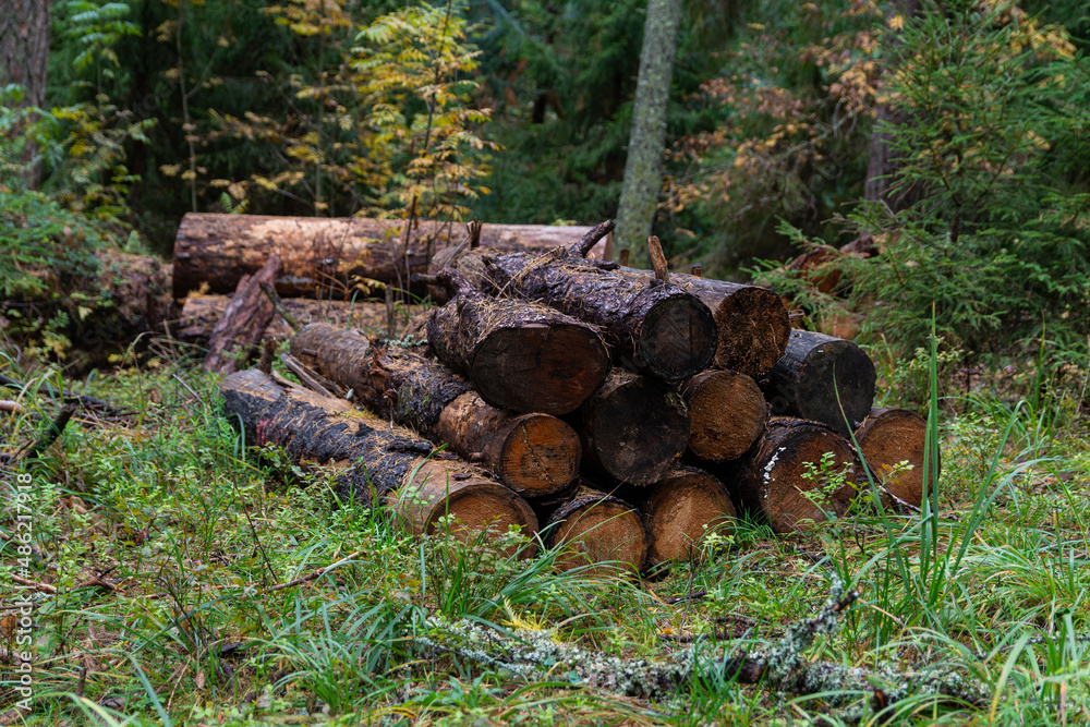 Felled and sawn tree trunks on the ground in the autumn forest. Cutting down old and seek trees for the purpose of forest renewal Felled and sawn tree trunks on the ground in the autumn forest. Cutting down old and seek trees for the purpose of forest renewal