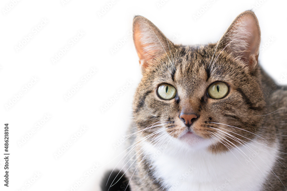 Portrait of gray shorthair domestic tabby cat in front of white background. Domestic animal. Selective focus.
