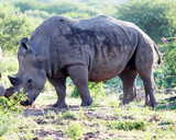 White rhino or square-lipped rhinoceros (Ceratotherium simum) foraging in African savanna : (pix SShukla)