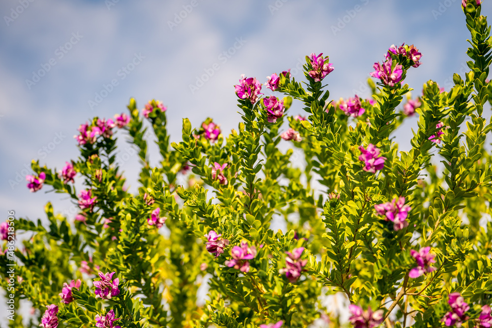 Obraz premium Sweet Pea Bush Petite Butterfly. Purple flower Polygala fruticosa bush. 