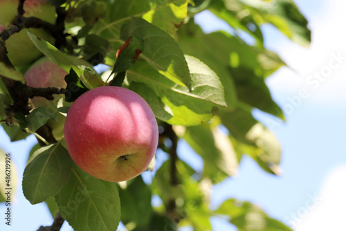 Red apple growing on a tree in garden on sky background. Ripening fruits hanging on branch with leaves in sunlight