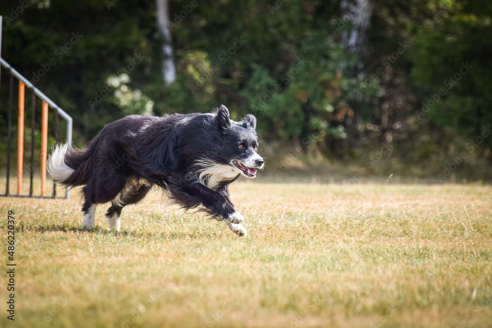 border collie is jumping over the hurdles. Amazing day on czech agility privat training
