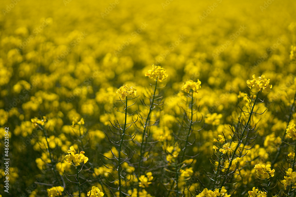 Natural floral background, yellow rapeseed flowers, Spain, background concept. Natural floral background, yellow rapeseed flowers, Spain, background concept.