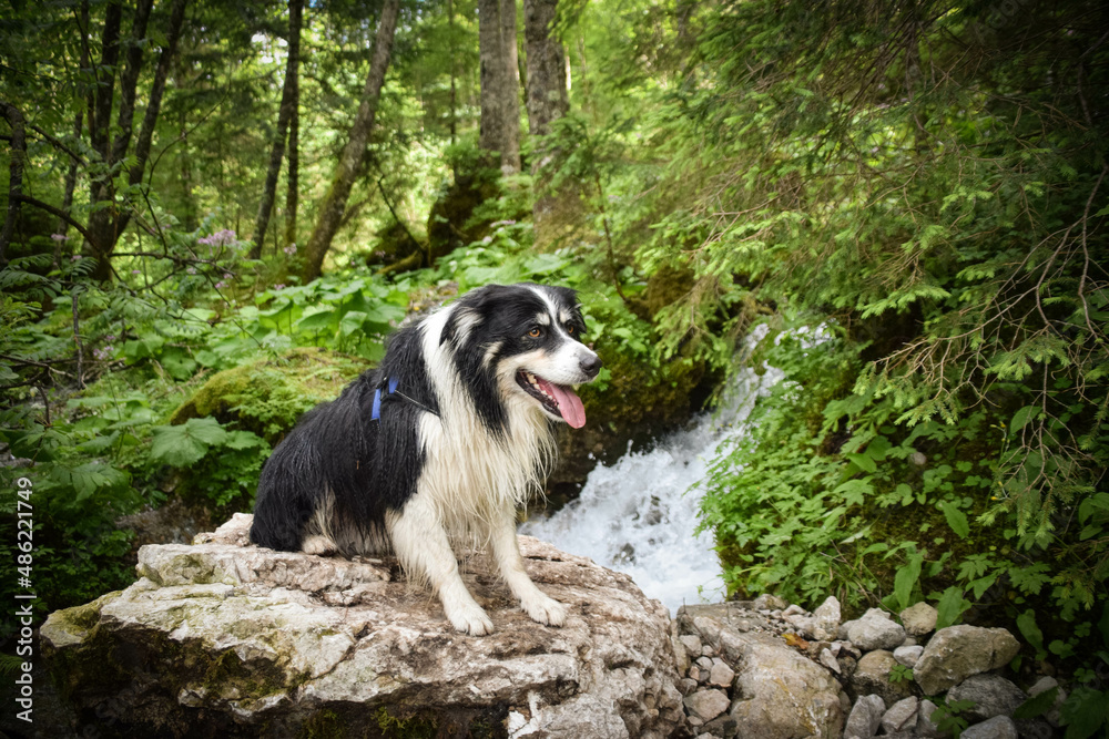 Border collie is sitting on the stones. He is in austria nature near to the waterfall.