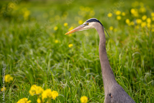 Close up of Great blue heron (Ardea cinerea). Great blue heron standing in green grass with yellow flowers.