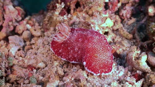 Red Nudibranch close up on coral reef photo