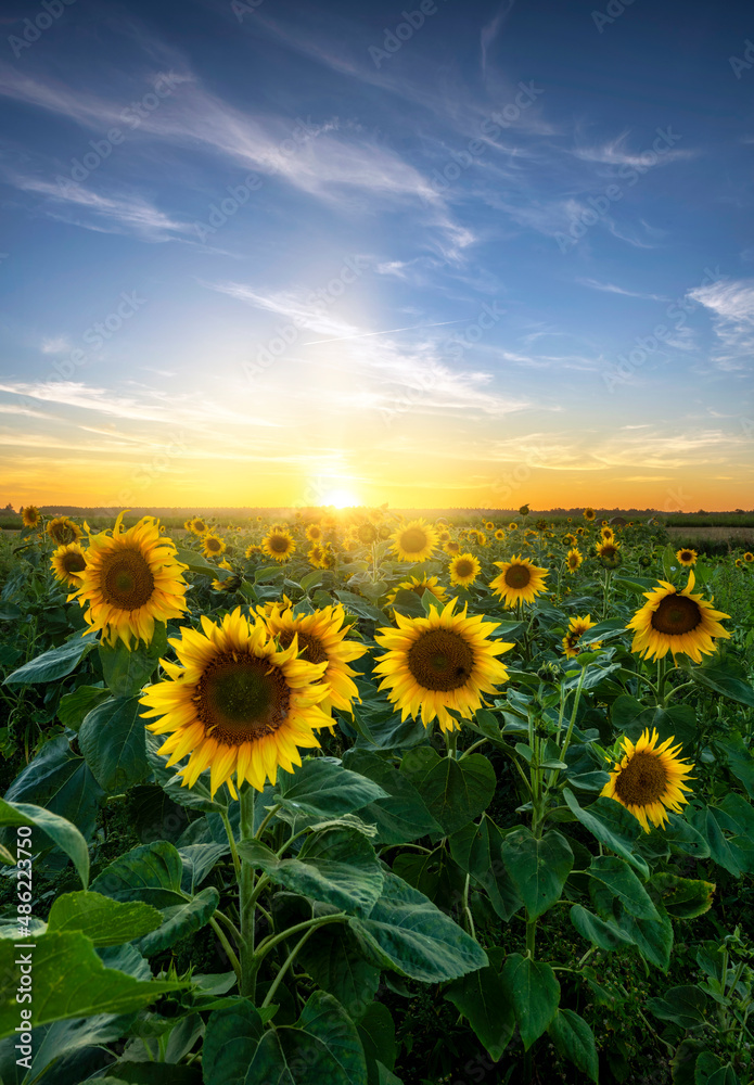 Obraz premium Beautiful sunset over sunflowers field