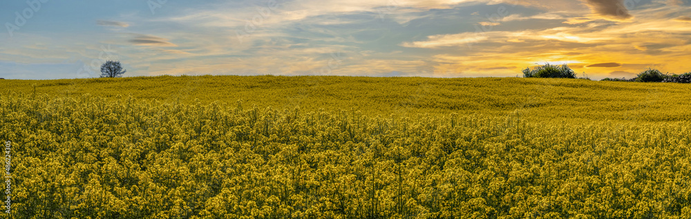 Rapeseed fields at sunset, in Spain.