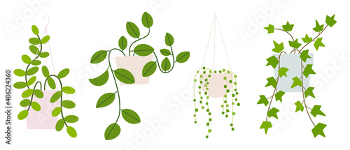Hanging houseplants set in flowerpots. Flat hand drawn foliage hoya, ivy, string of pearls for modern office or home decor illustration. Cute green flower for urban jungle garden.