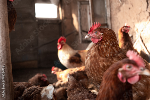 Hen, the red hen in the coop. Farm. Beautiful Foto.