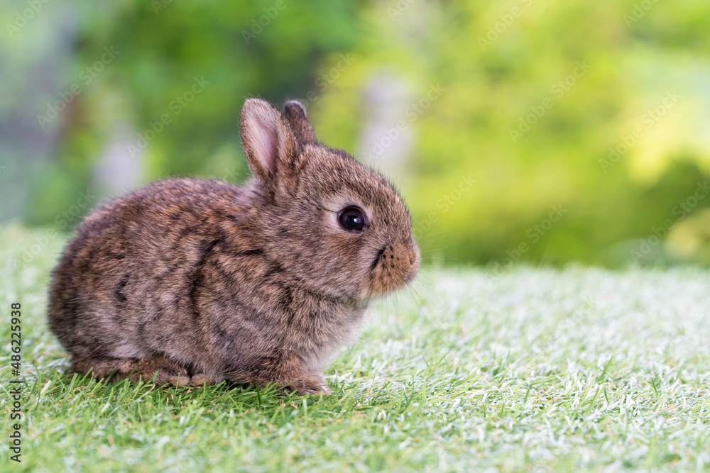 Adorable fluffy baby bunny rabbit sitting alone on green grass over natural background. Furry cute brown bunny wild-animal playful single at outdoor. Easter animal concept.