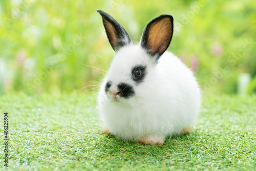 Fluffy rabbit bunny sitting green grass in spring summer background. Infant dwarf bunny black white rabbit playful on lawn with green bokeh nature background. Cute animal furry pet concept.