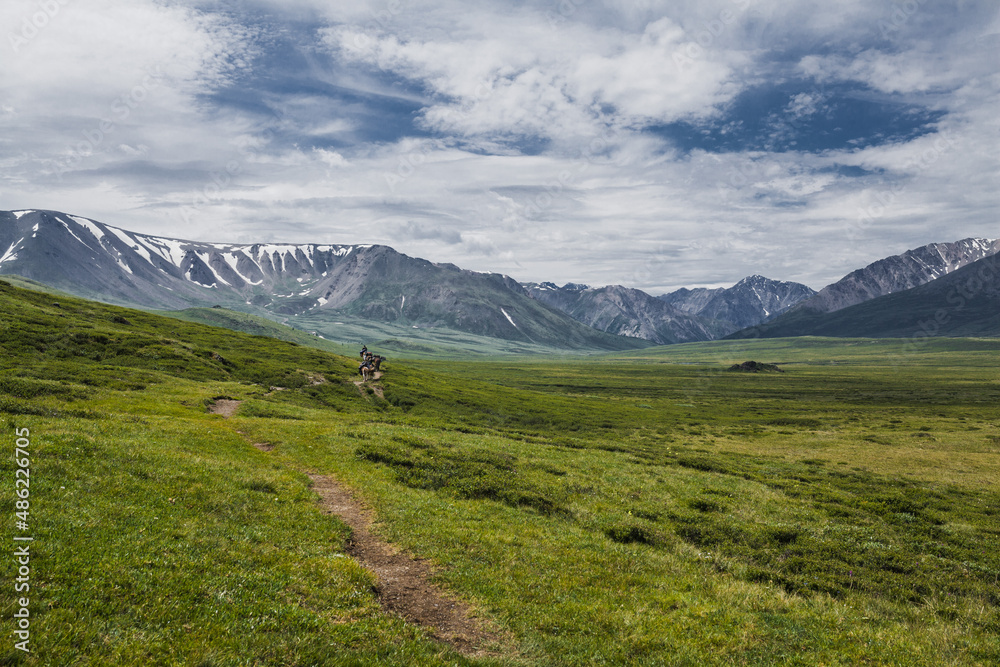Fototapeta premium horses carry backpacks of tourists on an alpine meadow in the Altai mountains
