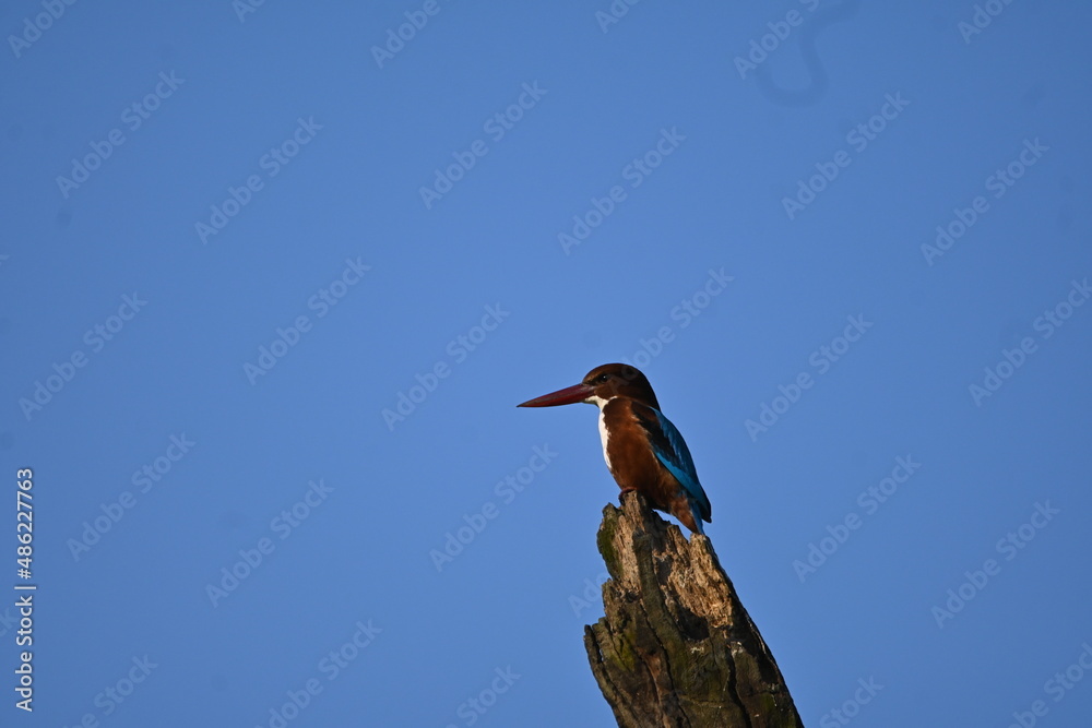 Obraz premium Kingfisher