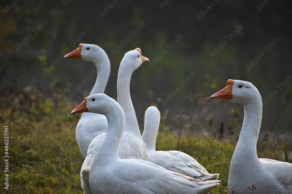 Obraz premium Ducks