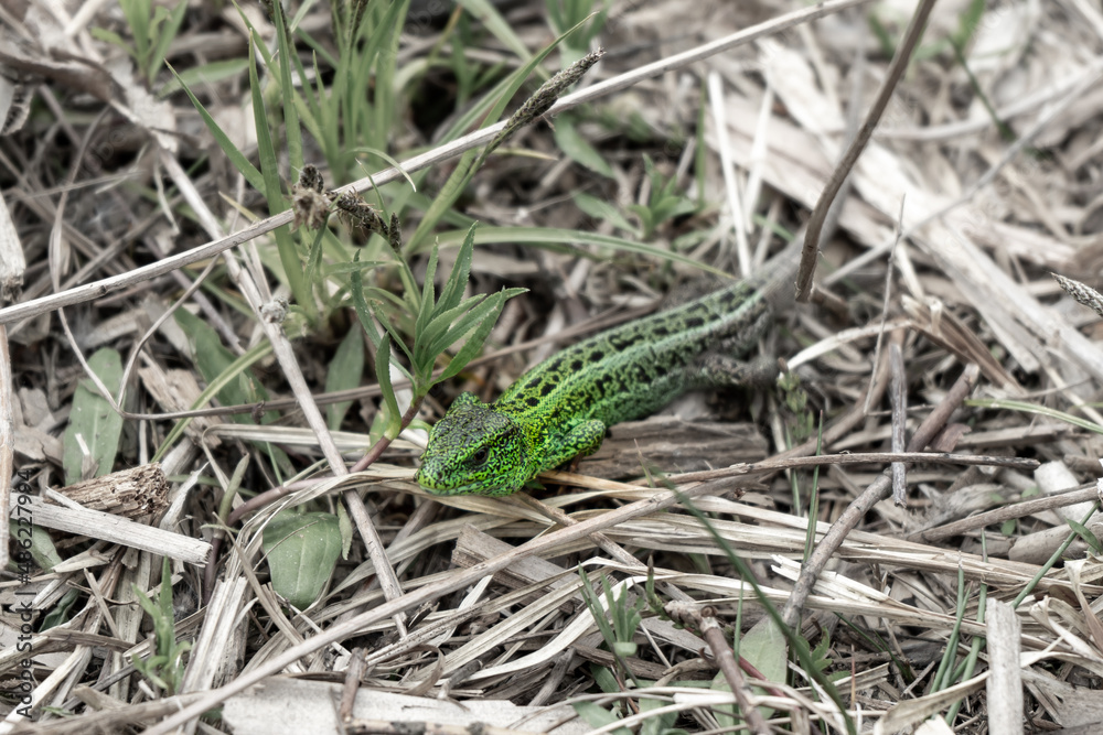 Lizard on the spring grass Lizard on the spring grass