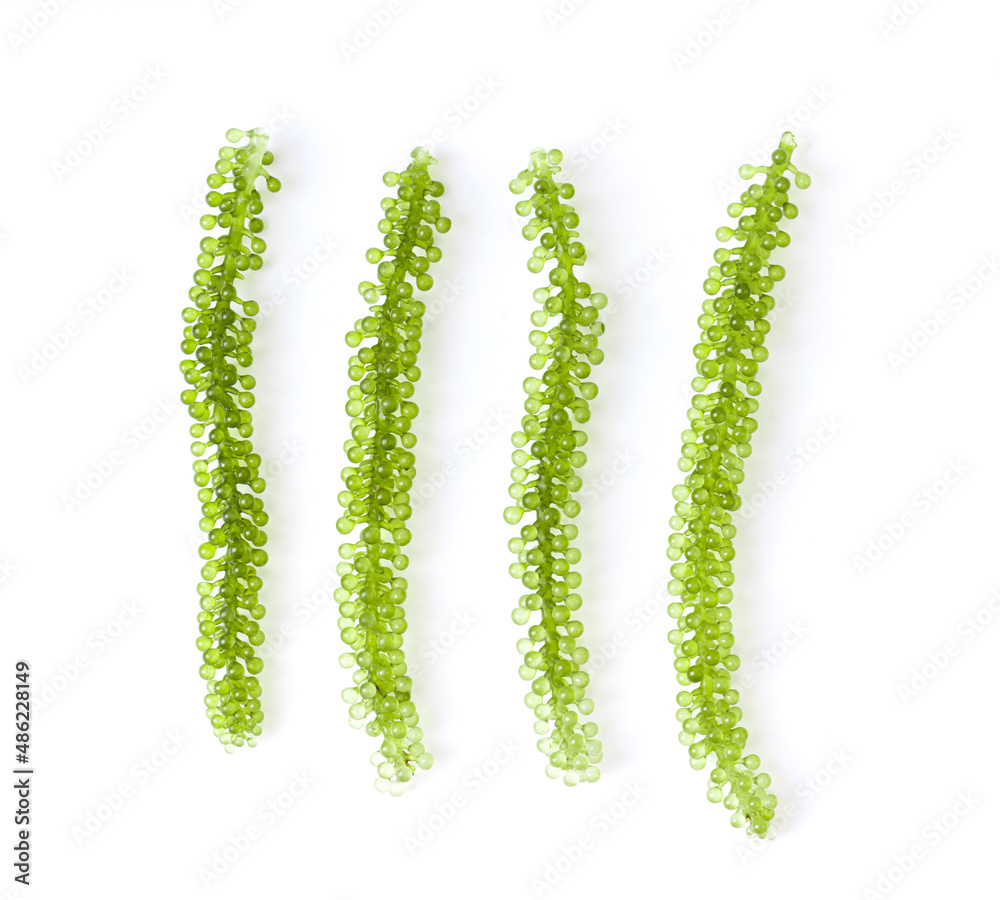 Sea grapes ( green caviar ) seaweed on white background Sea grapes ( green caviar ) seaweed on white background