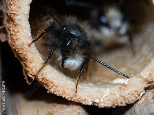 Wallpaper Mural Mason bees at an insect hotel in spring Torontodigital.ca