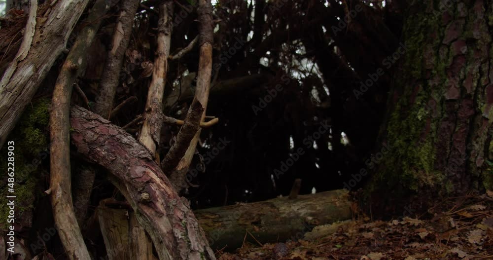 Trunk of massive pine tree and dense forest in front, motion shot Trunk of massive pine tree and dense forest in front, motion shot