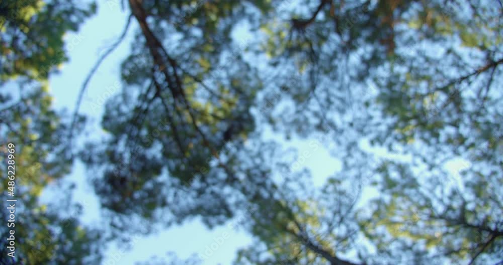 Out of focus tree tops and sky in dense forest area on sunny day