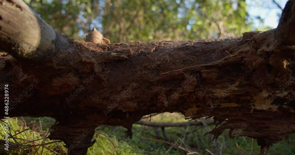 Fallen tree trunk in middle of forest, close up motion shot Fallen tree trunk in middle of forest, close up motion shot