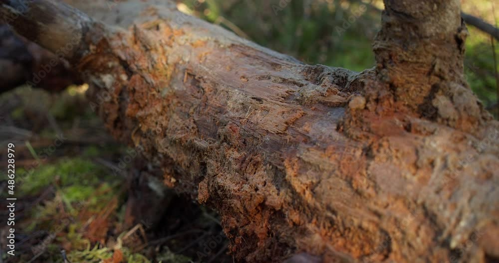 Fallen tree trunk on green and vibrant forest floor on sunny day, dolly forward Fallen tree trunk on green and vibrant forest floor on sunny day, dolly forward