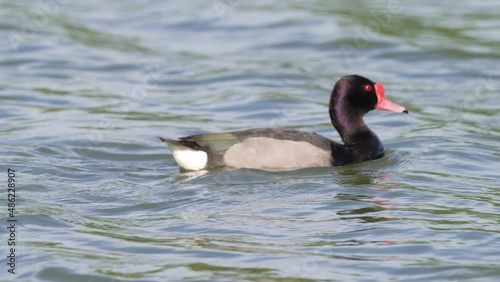 Adult male rosy-billed pochard, netta peposaca salute-curtsy display by outstretch its neck to indicate his intentions and mounting interest during mating season on a sunny day.