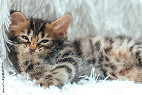 Cute dark grey charcoal bengal kitten on a furry white blanket. © Smile