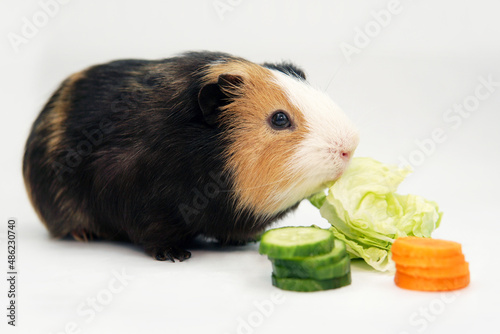 guinea pig eats a green salad cucumber carrots on a white background top view. Pets, food, care.