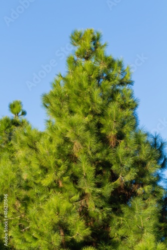 Canary Island pine ( Pinus canariensis), with blue background in La Caldera de Taburiente National Park, La Palma, Canary Islands (Spain).