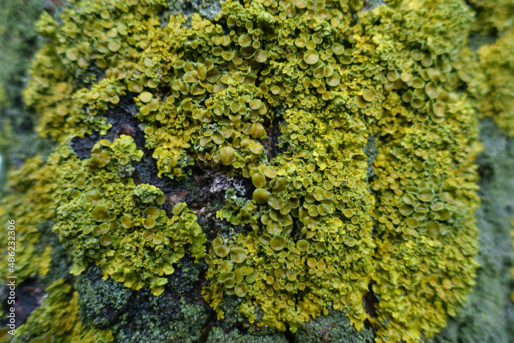 Xanthoria parietina lichen on wet tree bark in winter Xanthoria parietina lichen on wet tree bark in winter