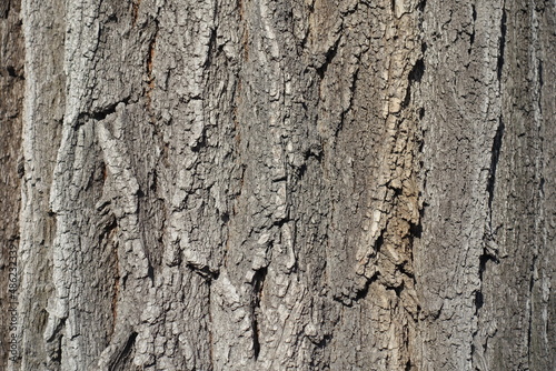 Dry bark of black locust tree (texture)
