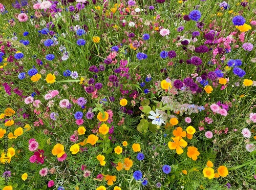 Varied wild flowers in a field in the Netherlands.