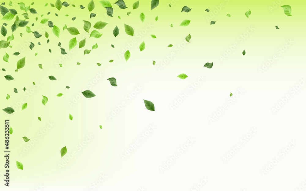 Mint Foliage Realistic Vector Transparent Mint Foliage Realistic Vector Transparent