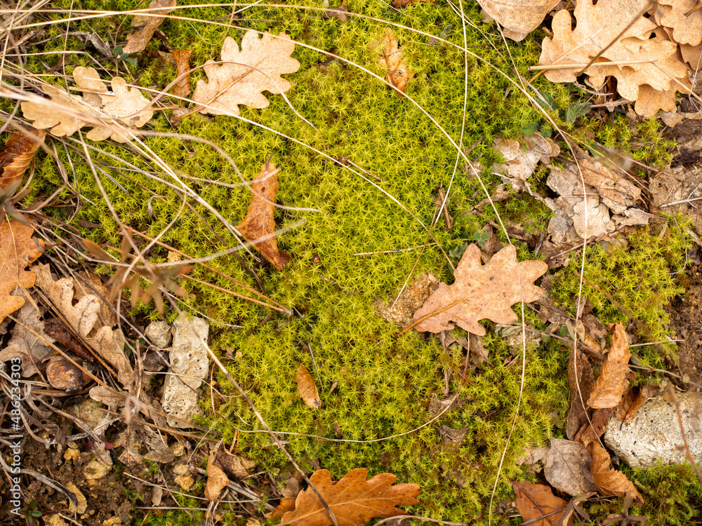 Autumn is coming. Top view texture of falling yellow autumn foliage on a green moss