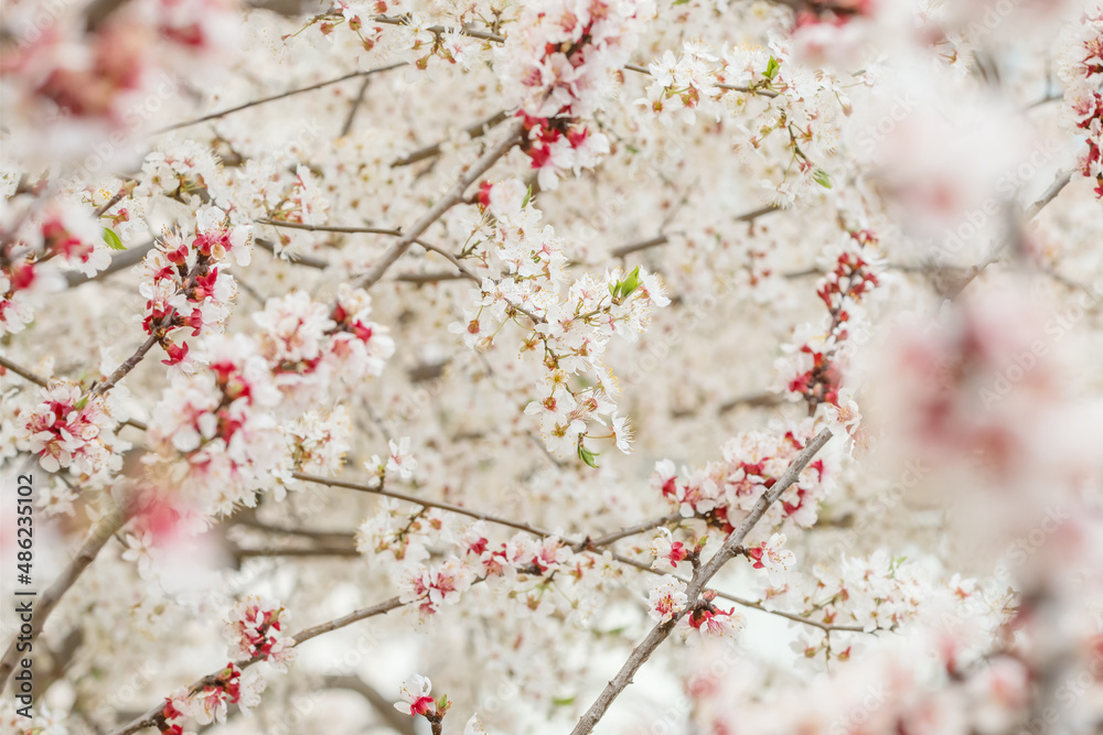 Beautiful nature scene with blooming apricot tree at sunny day in springtime. Beautiful nature scene with blooming apricot tree at sunny day in springtime.