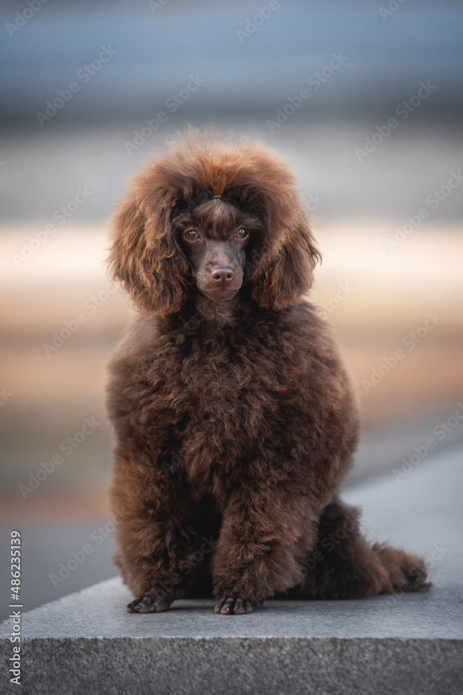 Fluffy cute brown chocolate puppy of poodle toy dog sitting on the grey marble parapet looking straight on the background blue yellow pastel autumn colors